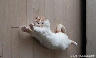 东北猫咪爆料事件视频,揭秘网络事件背后的真相  第1张